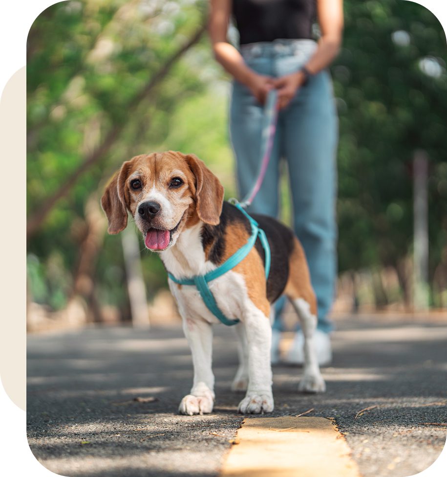 Beagle on leash walking with person outdoors.