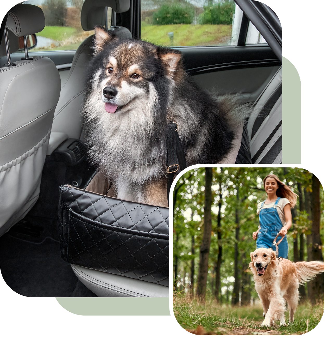 Dog in car, woman walking dog outdoors.
